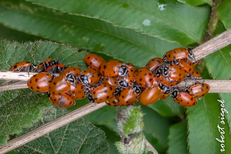 purissima state park